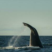 Sohutern right whale tail, endangered species, Patagonia,Argentina photo