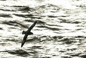 capa petrel, antártico pájaro, antártica foto