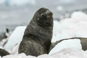 Antarctic fur sealArctophoca gazella, an beach, Antartic peninsula. photo