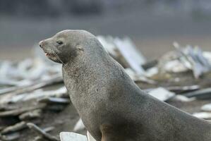 Antarctic fur sealArctophoca gazella, an beach, Antartic peninsula. photo