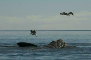 Gull and whale, Patagonia Argentina photo