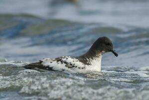 Cape Petrel, Antartic bird, Antrtica photo