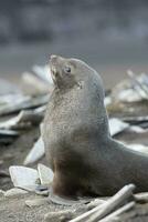 antártico piel sellolarctophoca gacela, un playa, antártico península. foto