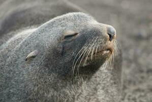 Antarctic fur sealArctophoca gazella, an beach, Antartic peninsula. photo