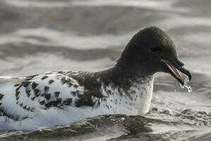 Cape Petrel, Antartic bird, Antrtica photo