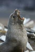 Antarctic fur sealArctophoca gazella, an beach, Antartic peninsula. photo