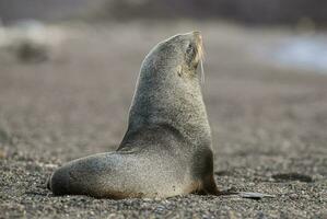 Antarctic fur sealArctophoca gazella, an beach, Antartic peninsula. photo