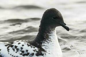 Cape Petrel feeding, Deception island, Antrtica photo