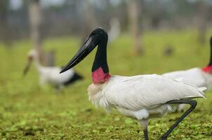 Jabiru Stork, in wetland environment, La Estrella Marsh, Formosa Province, Argentina. photo