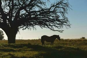 caballo y solitario árbol en pampa paisaje foto