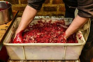Handmade blood sausage preparation, Argentine tradition, Pampas, Patagonia photo
