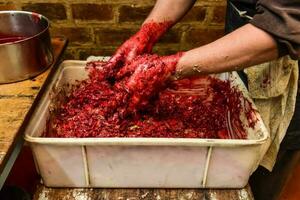 Handmade blood sausage preparation, Argentine tradition, Pampas, Patagonia photo