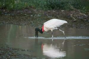 Jabiru fishing, Pantanal, Brazil photo