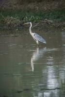 Cocoi Heron in wetland environment, Pantanal, Brazil photo