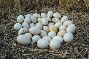 Greater rhea eggs in nest, Patagonia, Argentina photo