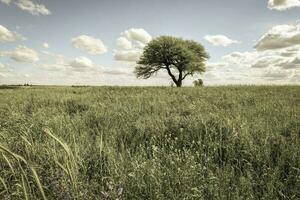 Colorful landscape, Pampas, Argentina photo