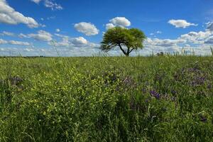 Colorful landscape, Pampas, Argentina photo