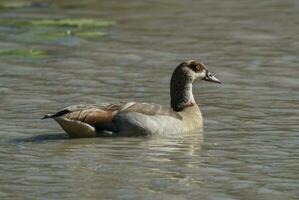 Egyptian goose Alopochen aegyptiaca Kruger National Park, South africa photo