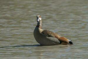 Egyptian goose Alopochen aegyptiaca Kruger National Park, South africa photo