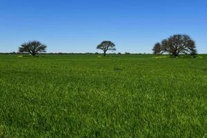 Colorful landscape, Pampas, Argentina photo