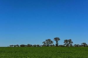 Calden Tree landscape, La Pampa, Argentina photo