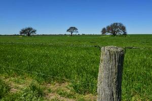 Calden Tree landscape, La Pampa, Argentina photo