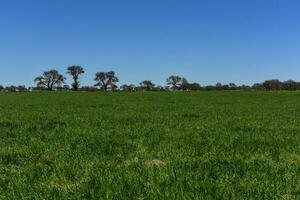 Calden Tree landscape, La Pampa, Argentina photo