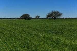 Colorful landscape, Pampas, Argentina photo