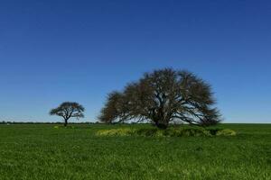 Calden Tree landscape, La Pampa, Argentina photo