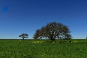 Calden Tree landscape, La Pampa, Argentina photo