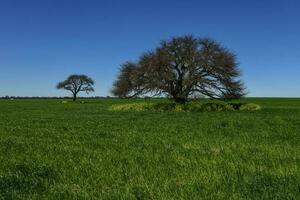 Colorful landscape, Pampas, Argentina photo