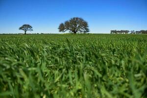 Calden Tree landscape, La Pampa, Argentina photo