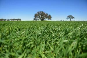 Calden Tree landscape, La Pampa, Argentina photo