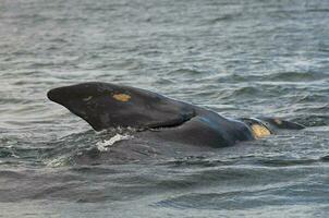 Whale Pectoral Fin , Patagonia photo