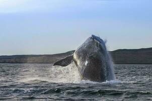 Whale jump , Patagonia photo