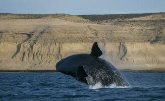 Whale jump , Patagonia photo