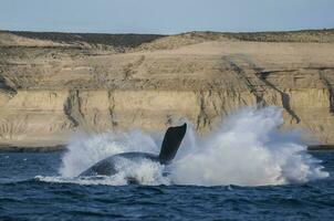 Whale jump , Patagonia photo