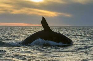 Whale jump , Patagonia photo