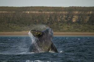 ballena saltar , Patagonia foto