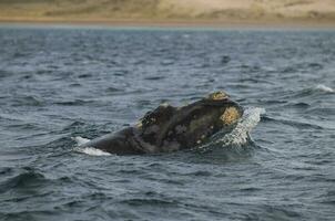 Whale jump , Patagonia photo