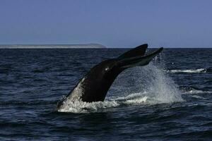 Sohutern right whale tail lobtailing, endangered species, Patagonia,Argentina photo