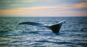 Whale tail fluke, Patagonia, Argentina photo