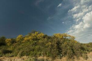 Chaar tree in Calden forest, bloomed in spring,La Pampa,Argentina photo