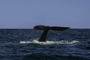Sohutern right whale tail lobtailing, endangered species, Patagonia,Argentina photo