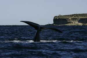 Sohutern right whale tail lobtailing, endangered species, Patagonia,Argentina photo