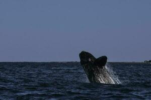 Sohutern Derecha ballena saltando, en peligro de extinción especies, patagonia,argentina foto