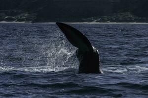 Sohutern right whale tail lobtailing, endangered species, Patagonia,Argentina photo