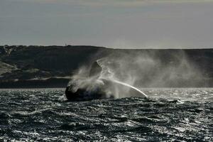 Sohutern right whale jumping, endangered species, Patagonia,Argentina photo