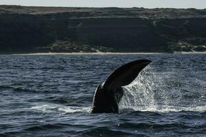 Sohutern right whale tail lobtailing, endangered species, Patagonia,Argentina photo