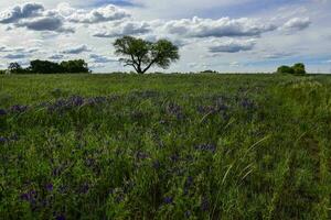 Calden tree landscape, La Pampa, Argentina photo